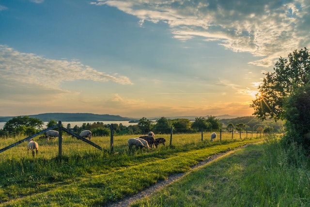 Surrey Farm Tax Accountant